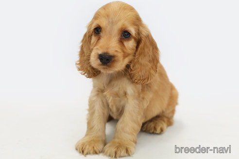 神奈川県のイングリッシュコッカースパニエル｜女の子・2024/08/14